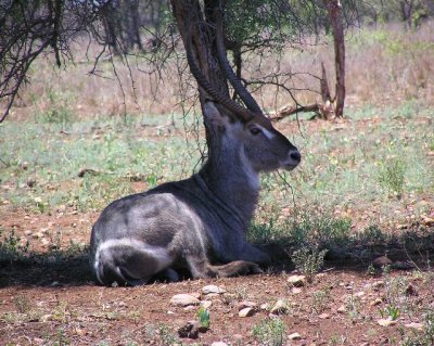 Винторогий козел